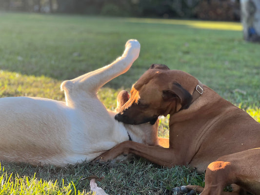 Two dogs playing in the sun