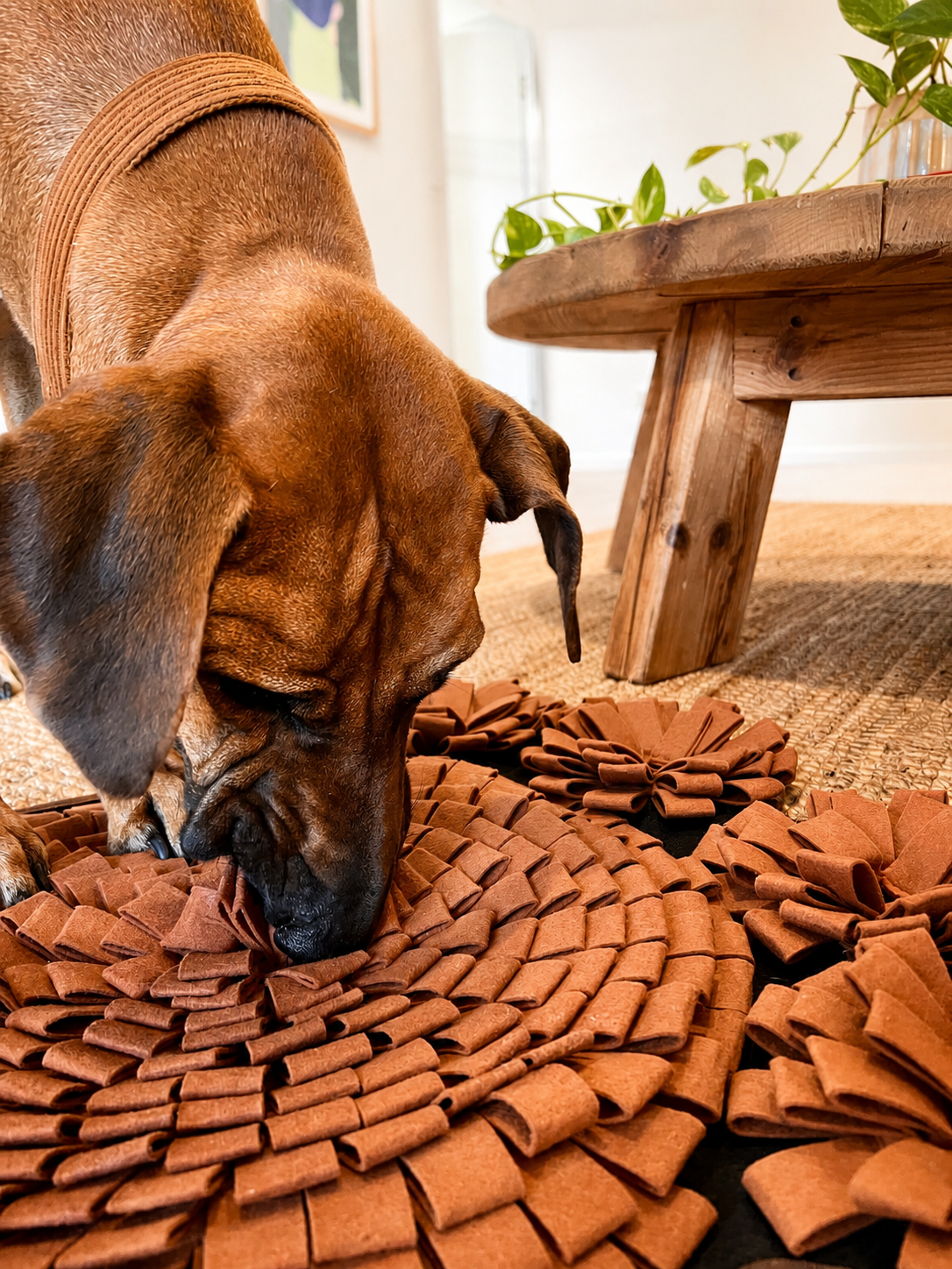 The Busy Dog Snuffle Mat