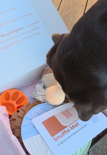 The Busy Dog Box