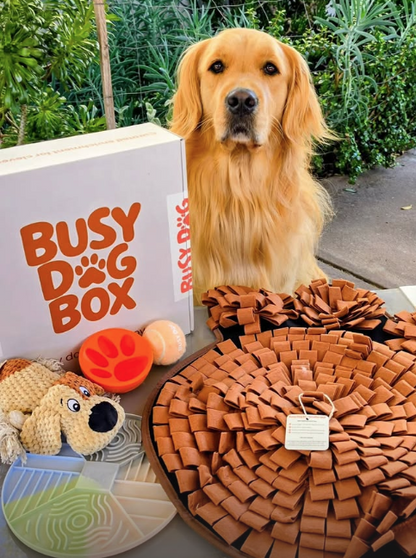 The Busy Dog Box