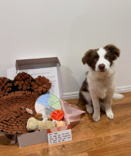 The Busy Dog Box