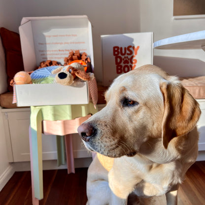 The Busy Dog Box