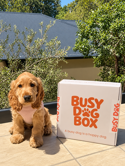 The Busy Dog Box