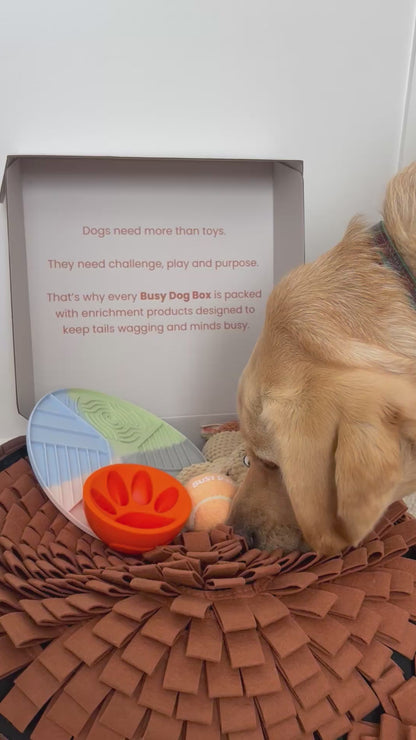 The Busy Dog Box