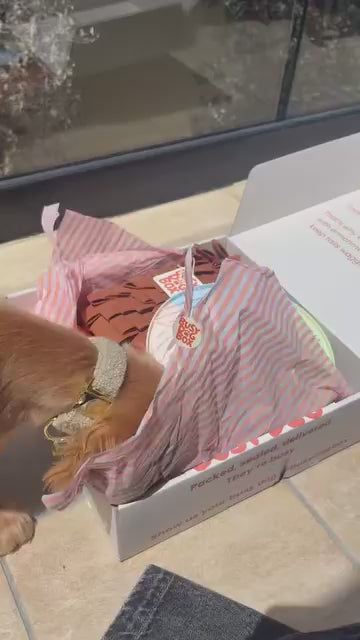 The Busy Dog Box