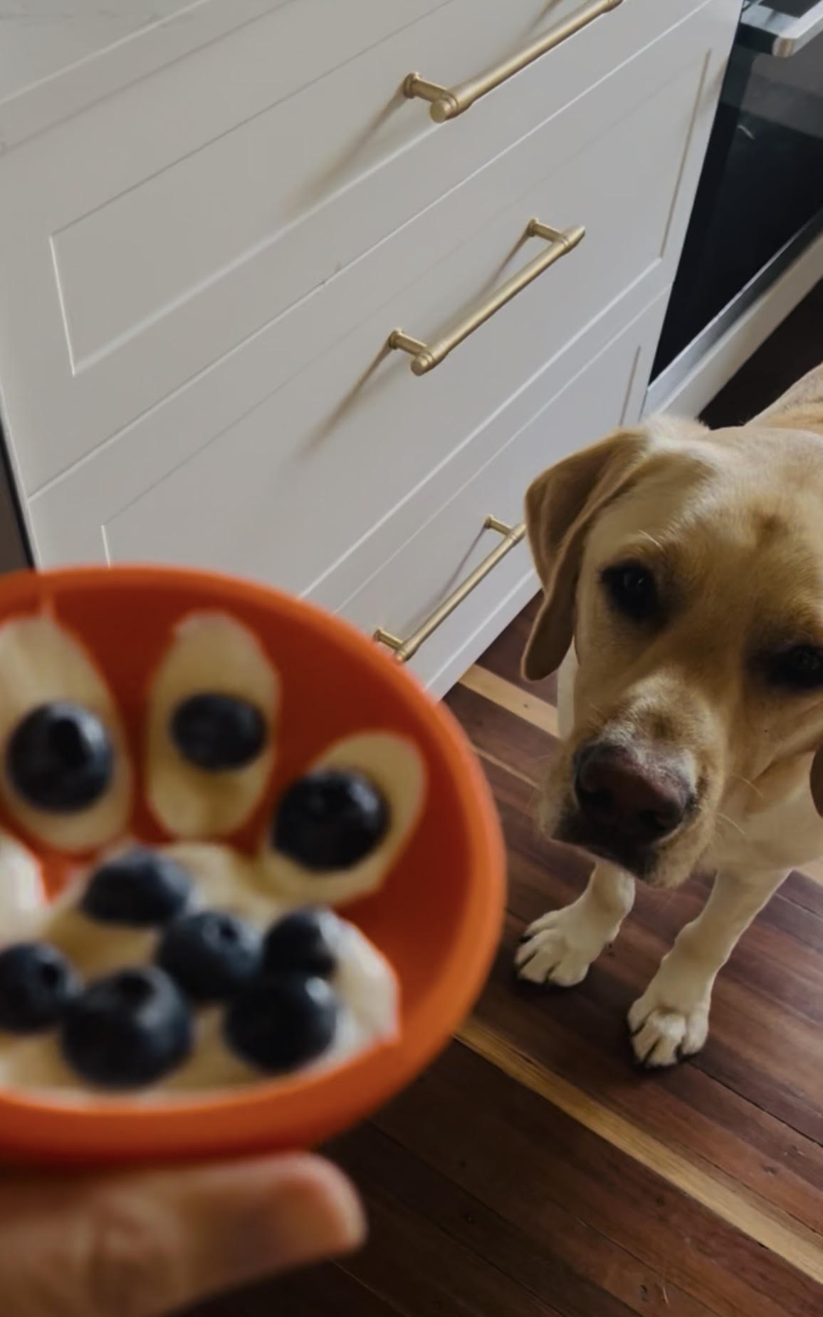 The Busy Dog Freeze Paw